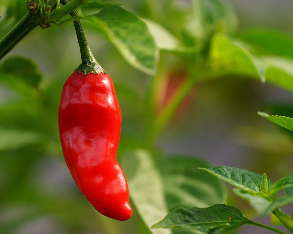 Chilli