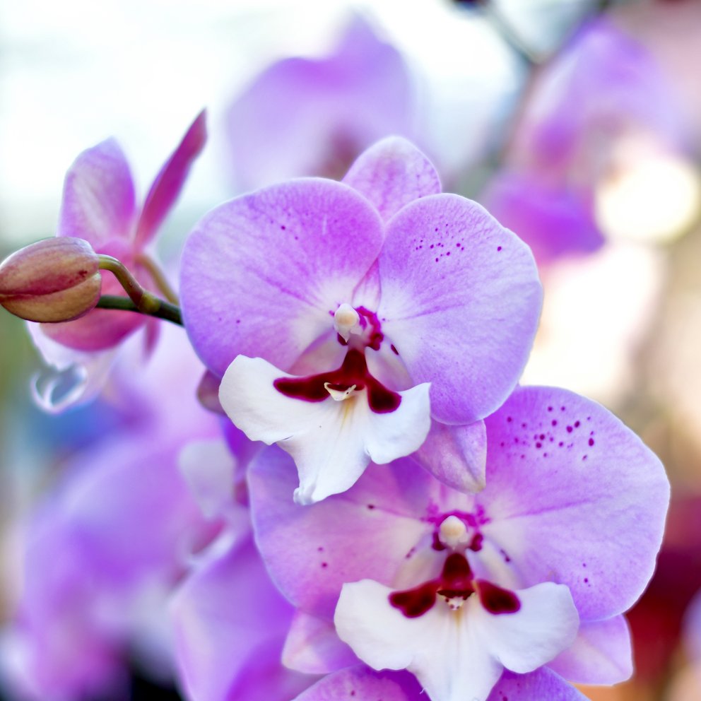 Nahaufnahme einer lilafarbenen Orchidee Nahaufnahme einer lilafarbenen Orchidee