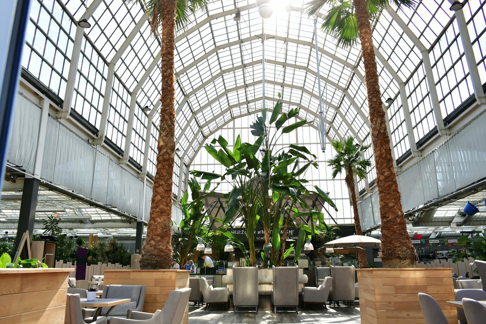 palmencafe-ambiente Zwei große Palmen stehen in einem Glaspavillon